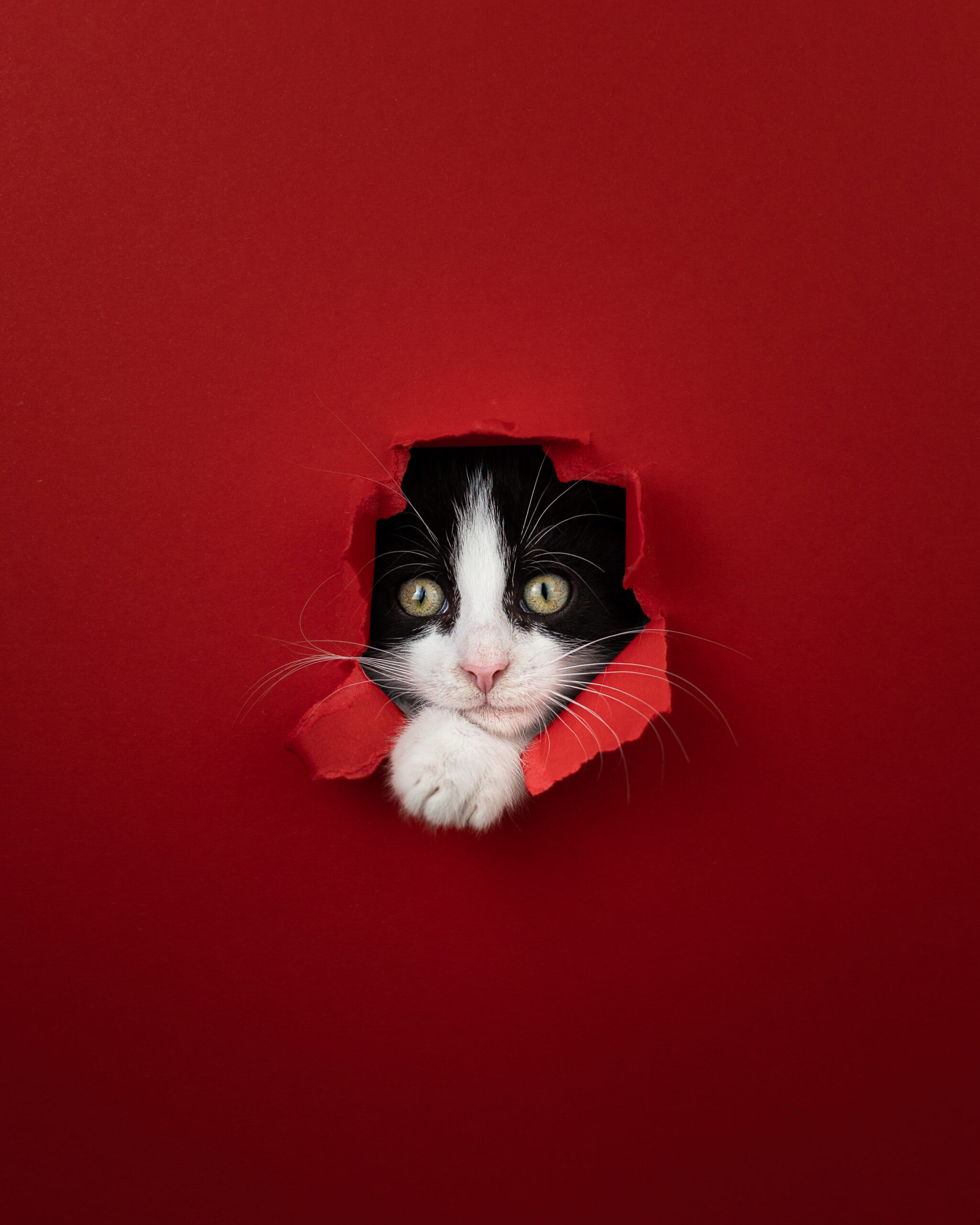 Nacho