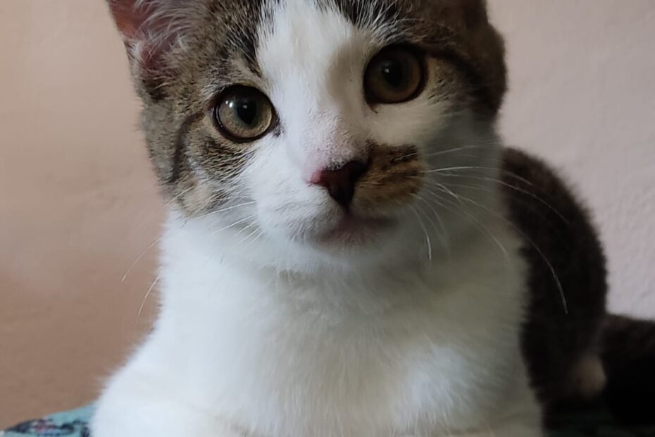Gert - der Gechillte