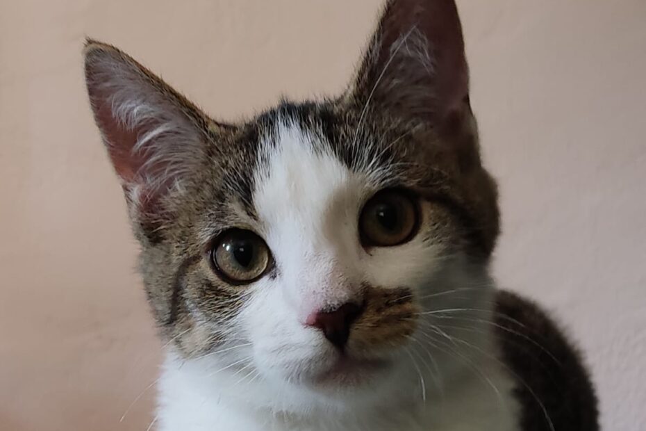 Gert - der Gechillte