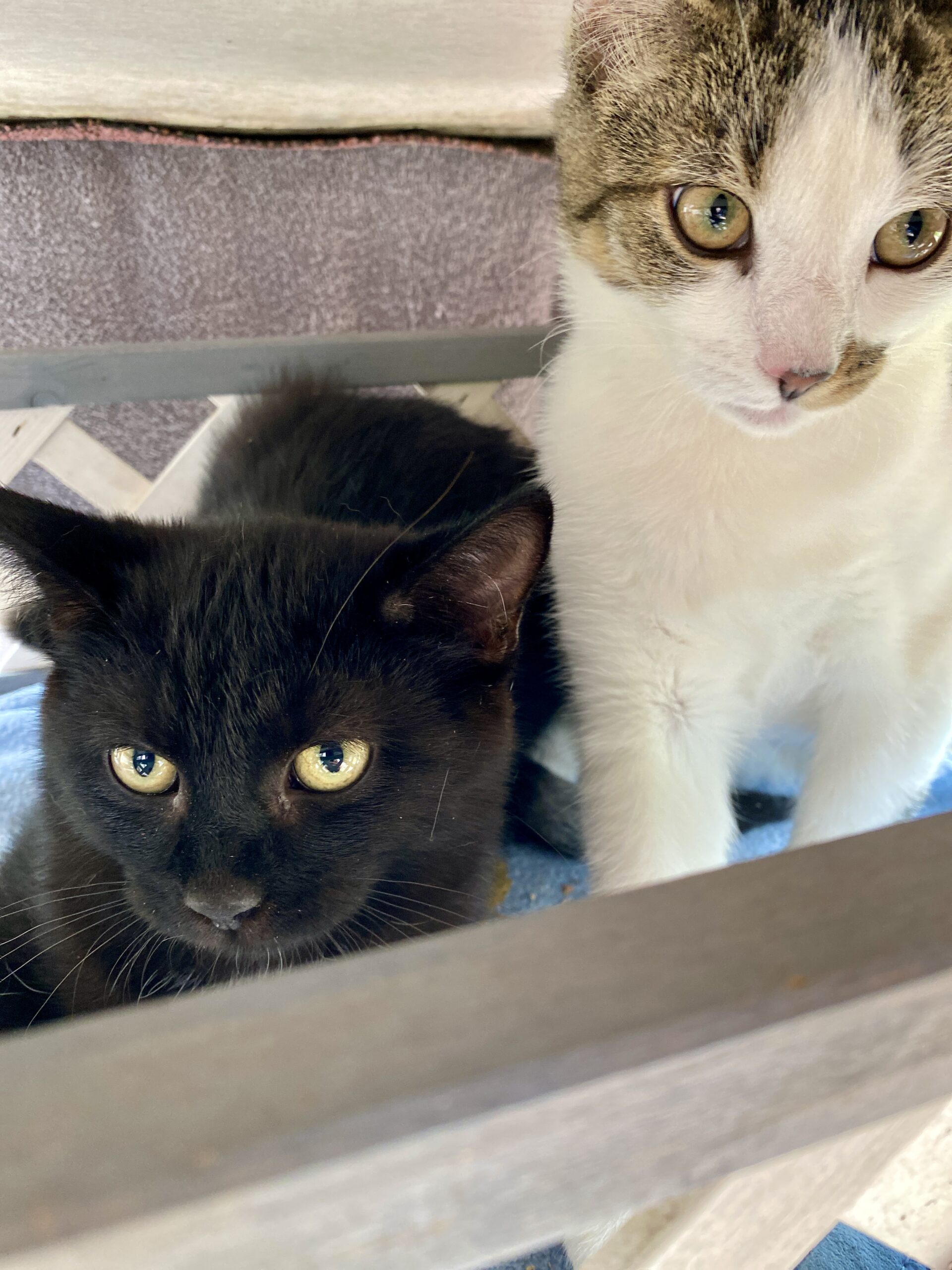 Elfi & Gert