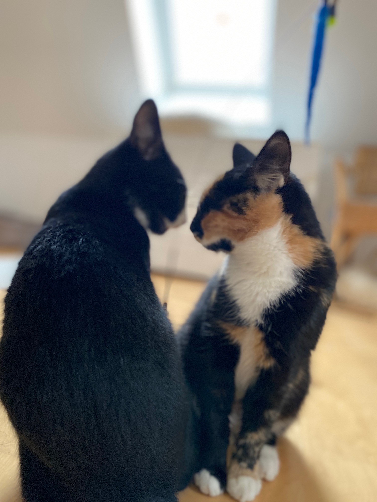 Max & Sophie