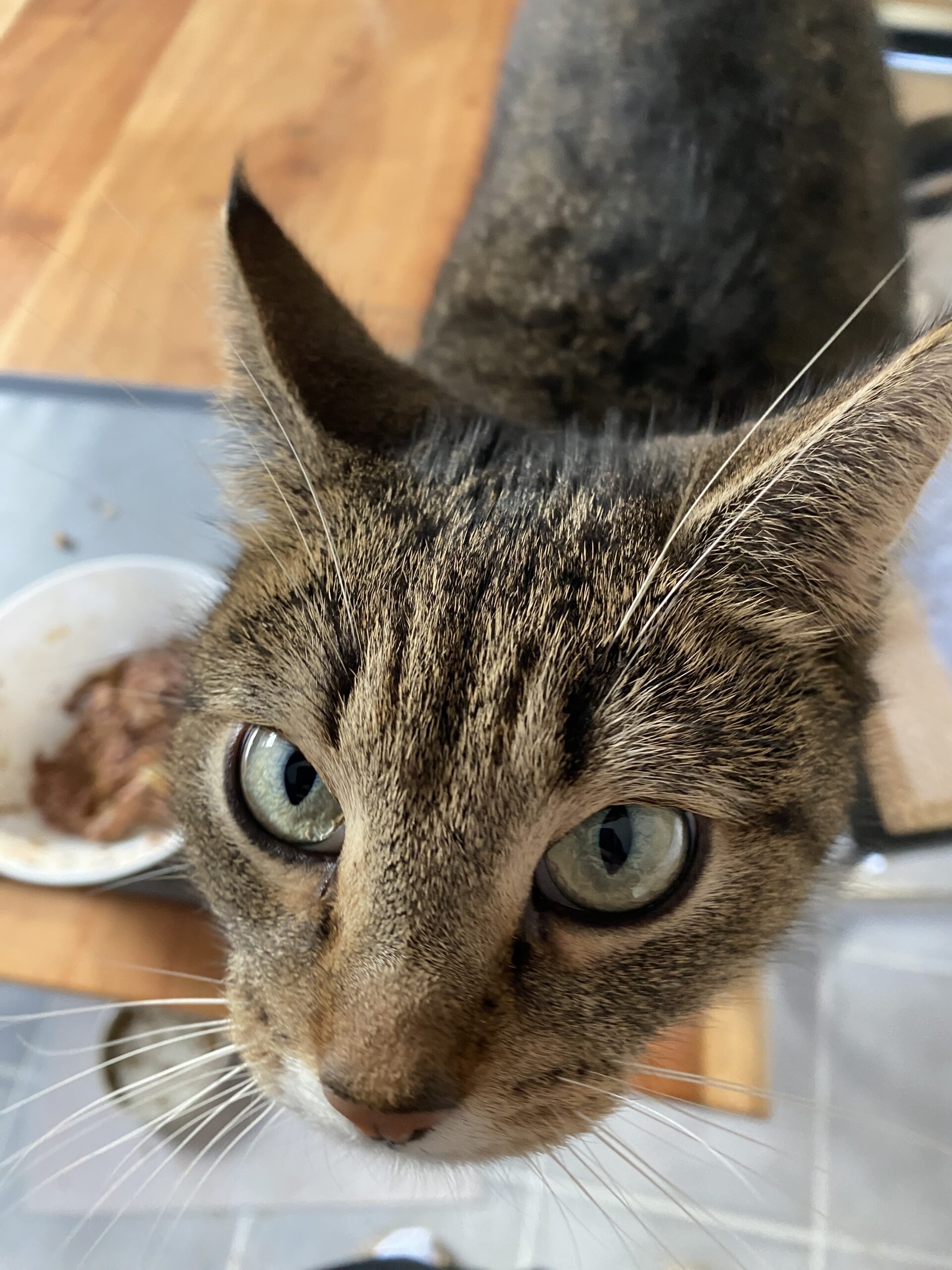 pepper1