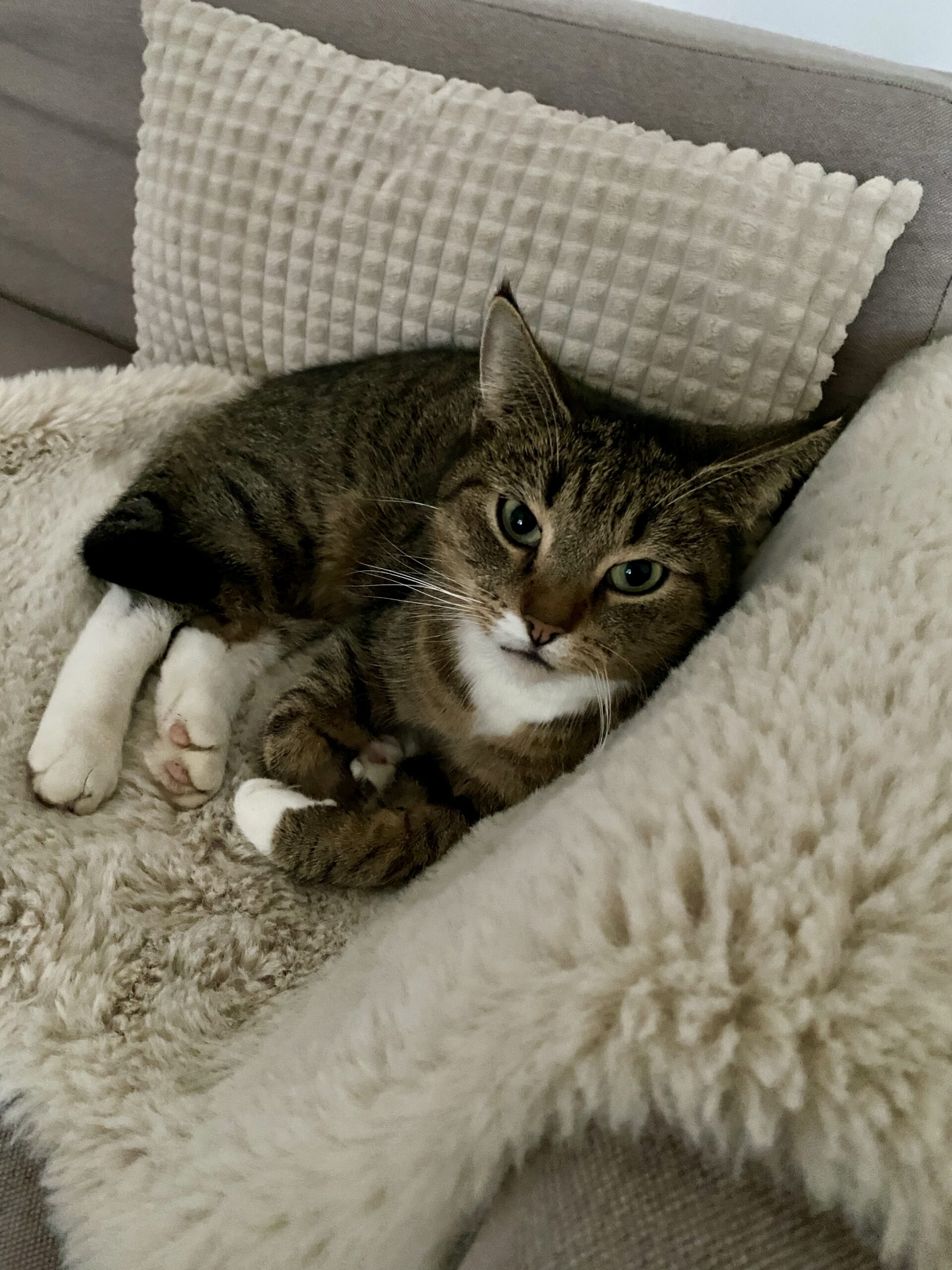 Pepsi liebt das Sofa