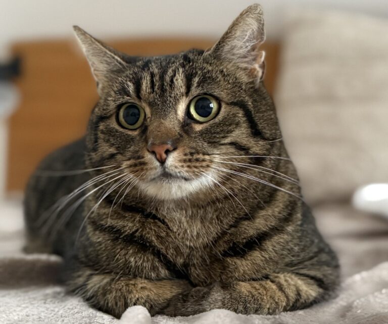 Findus – süßes Angsthäschen