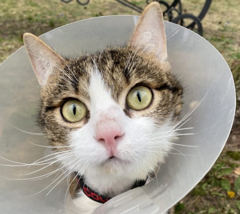 Sheriff – kleiner Kater, großes Leid