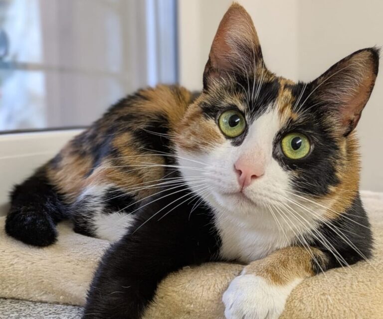 Minka-Marie – Glückskatze sucht Glück