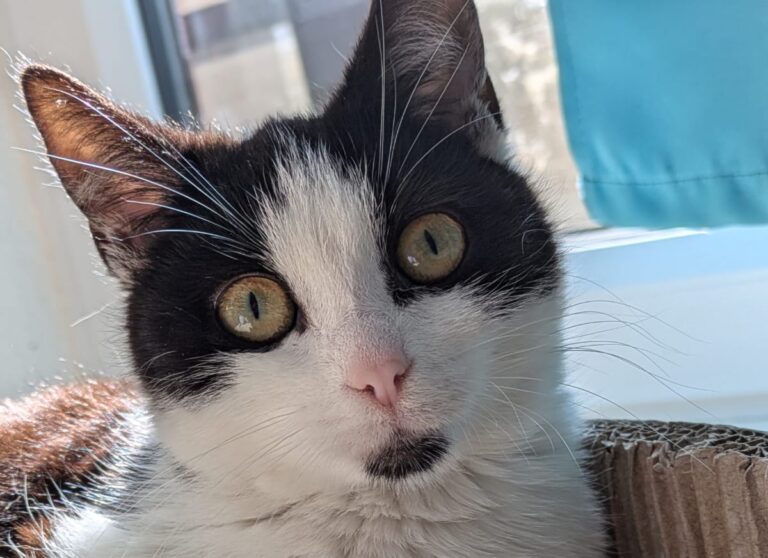 Hanni & Nanni – zwei Mädels suchen Familie