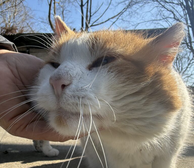 Mr. Big sucht Sofa mit Futter-Flatrate