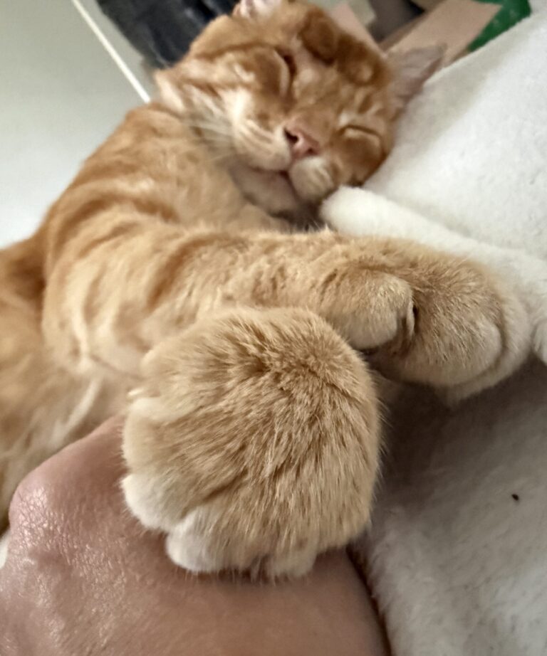 Teddy – immer am Verhungern?