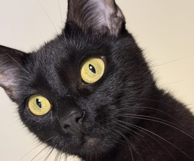 Indira – liebt Dich!