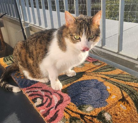 04e883c8-365b-4f29-95fe-0cdc4dc5b3d2