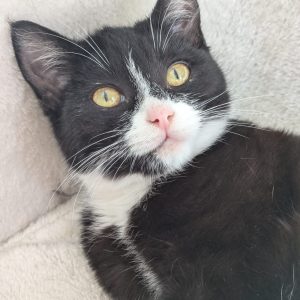 0b3d5aae-6230-443a-8222-1f01a05726c5