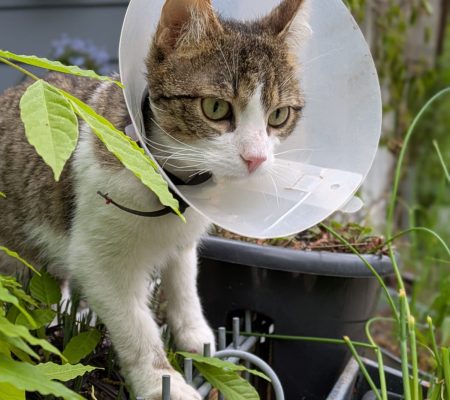 1dda9f1f-cb1f-4fe4-aafa-c5bf6ee75398