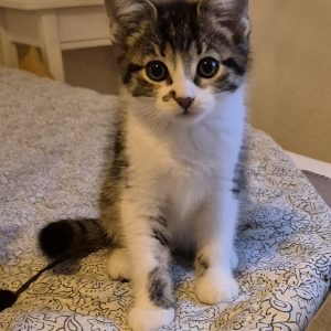 Kleo