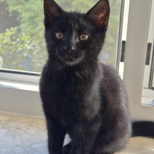 Klaus