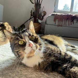 25556b6f-b68e-4382-8fb5-604c657c27ee