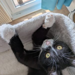 35e2a9af-c52c-435a-8211-970c3df378f0