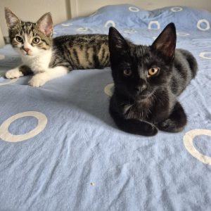 4806a539-e198-49da-a7eb-cba1c2748b2a