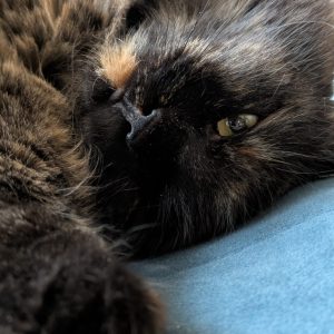 521ca670-da4c-4666-a93a-4a6415369317