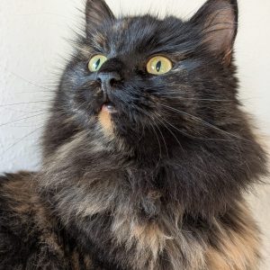 54737f07-cc9c-4d26-b7c1-a4258ac2694c