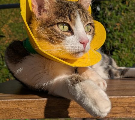 652700d2-f4bb-444f-8053-3b316fa0ca72