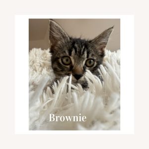 Brownie