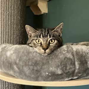Wilma