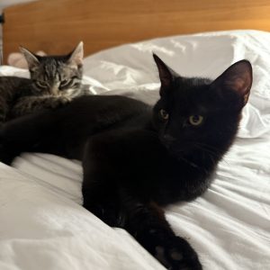 Brownie & Bagel