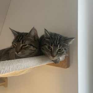 IMG_3699