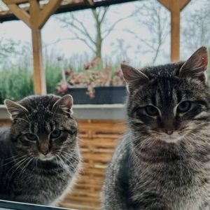 Paulchen & Phoenix - wer ist wer?