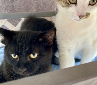 Elfi & Gert