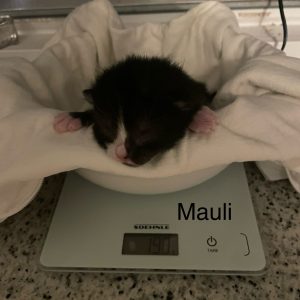 Maulwurf