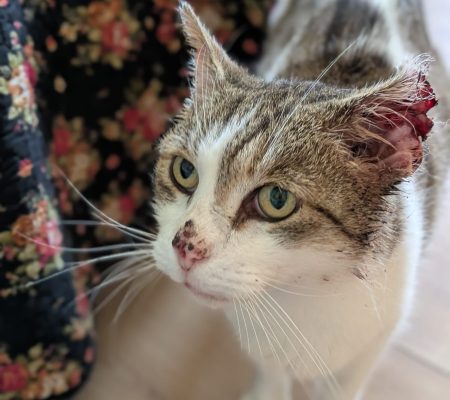 Ohrenkater Olav
