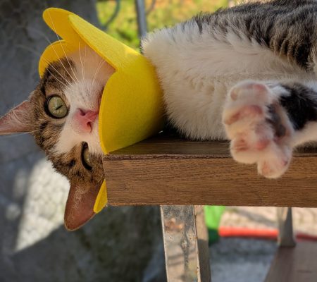 a76ef5b5-cae1-45af-aa26-c9e578218a9a