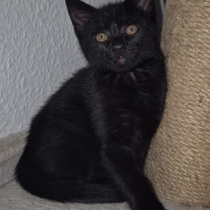 Klara