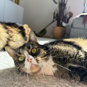 e9be51bb-d564-4175-b641-ba4d21b12ccb