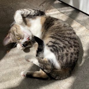 Charlie liebt die Sonne