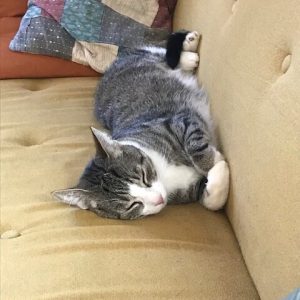 Charlie & das Sofa